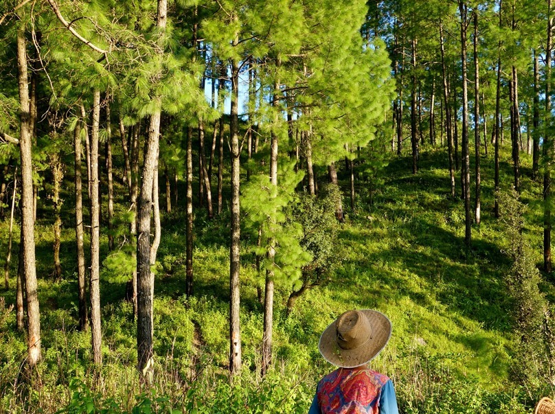 Eco-Tourism Experiences in India: Sustainable and Responsible Trips