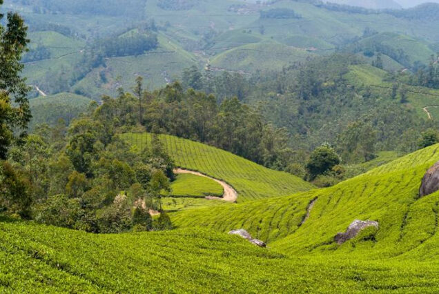 Munnar – Thekkady – Alleppey - 4N / 5D